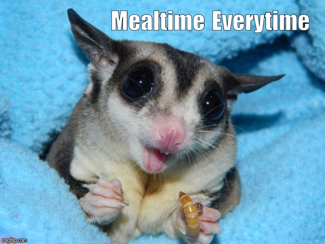 Everytime; Mealtime | image tagged in hungry | made w/ Imgflip meme maker