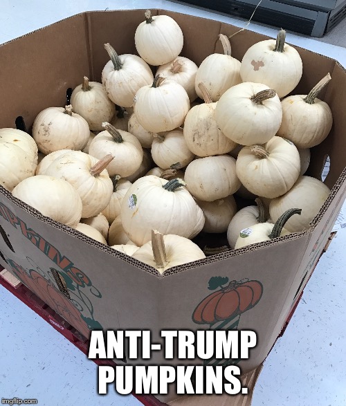 Anti Trumpkins | ANTI-TRUMP PUMPKINS. | image tagged in trump,pumkins | made w/ Imgflip meme maker