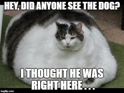 HEY, DID ANYONE SEE THE DOG? I THOUGHT HE WAS RIGHT HERE . . . | image tagged in fat cat,memes,funny | made w/ Imgflip meme maker