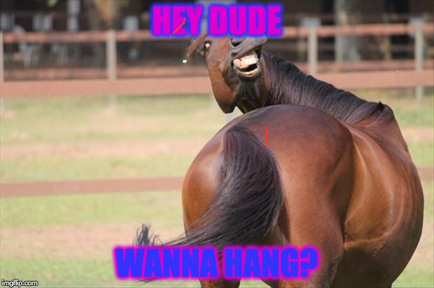 funny horse | HEY DUDE; WANNA HANG? | image tagged in funny horse | made w/ Imgflip meme maker