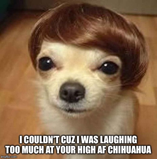 I COULDN'T CUZ I WAS LAUGHING TOO MUCH AT YOUR HIGH AF CHIHUAHUA | made w/ Imgflip meme maker