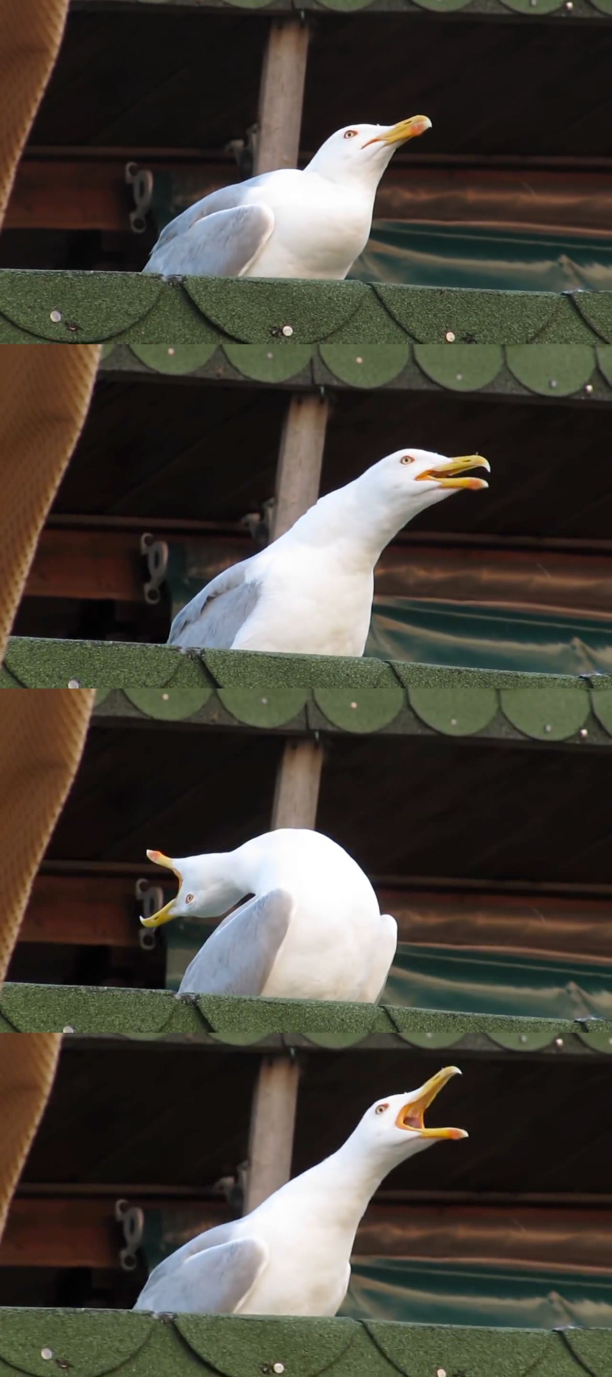 inhaling seagull Blank Meme Template