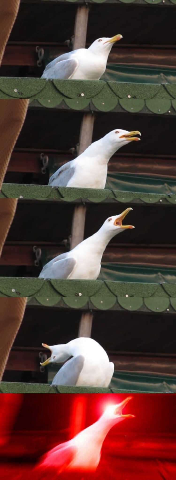 High Quality Seagull inhaling Blank Meme Template