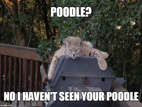 What poodle? | POODLE? NO I HAVEN'T SEEN YOUR POODLE | image tagged in poodle,animals | made w/ Imgflip meme maker