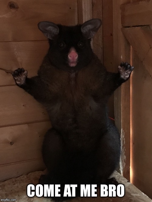 COME AT ME BRO | image tagged in albus possum | made w/ Imgflip meme maker