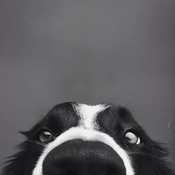 border collie Blank Meme Template