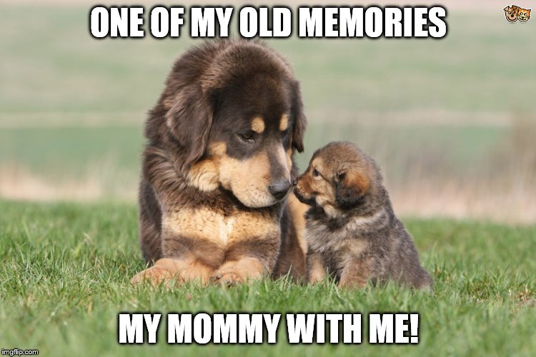 I love my mom | ONE OF MY OLD MEMORIES; MY MOMMY WITH ME! | image tagged in dog | made w/ Imgflip meme maker
