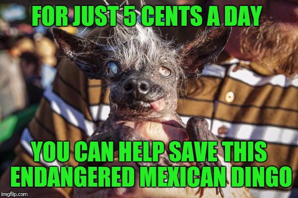 Wwf | FOR JUST 5 CENTS A DAY; YOU CAN HELP SAVE THIS ENDANGERED MEXICAN DINGO | image tagged in shadydingo | made w/ Imgflip meme maker