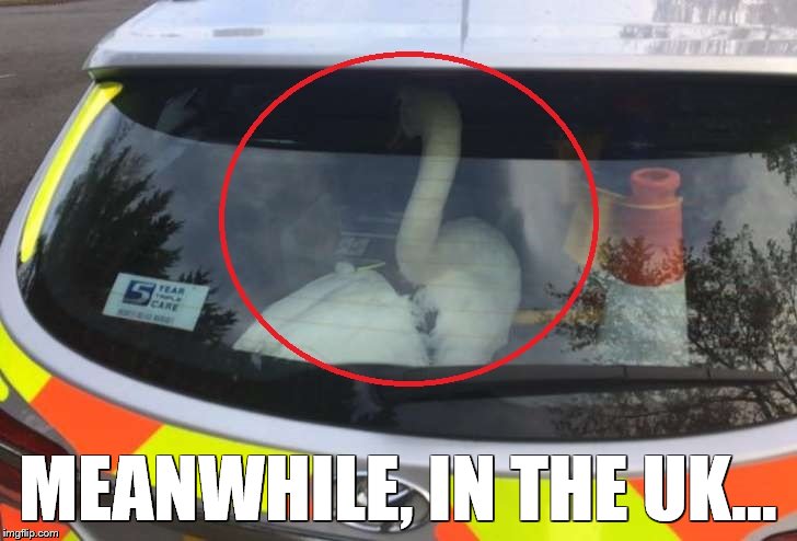 UK police arresting a swan | MEANWHILE, IN THE UK... | image tagged in swan,uk,police,lol so funny | made w/ Imgflip meme maker