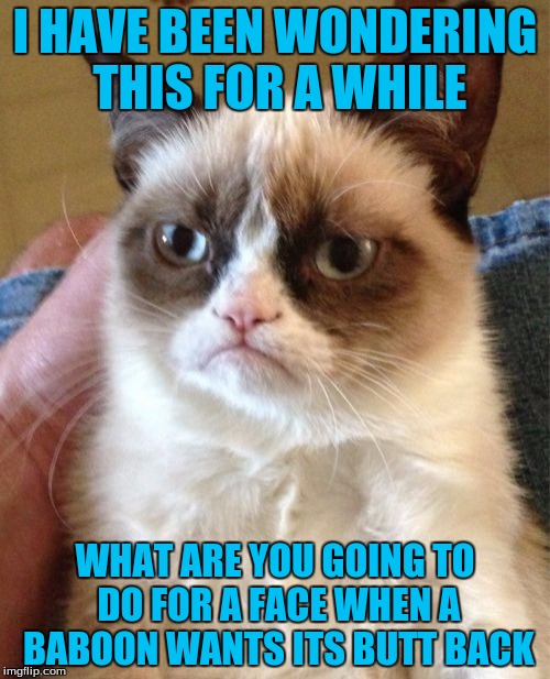 Grumpy Cat | I HAVE BEEN WONDERING THIS FOR A WHILE; WHAT ARE YOU GOING TO DO FOR A FACE WHEN A BABOON WANTS ITS BUTT BACK | image tagged in memes,grumpy cat | made w/ Imgflip meme maker