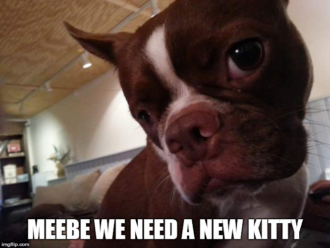 MEEBE WE NEED A NEW KITTY | made w/ Imgflip meme maker