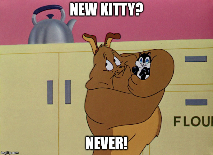 NEW KITTY? NEVER! | made w/ Imgflip meme maker