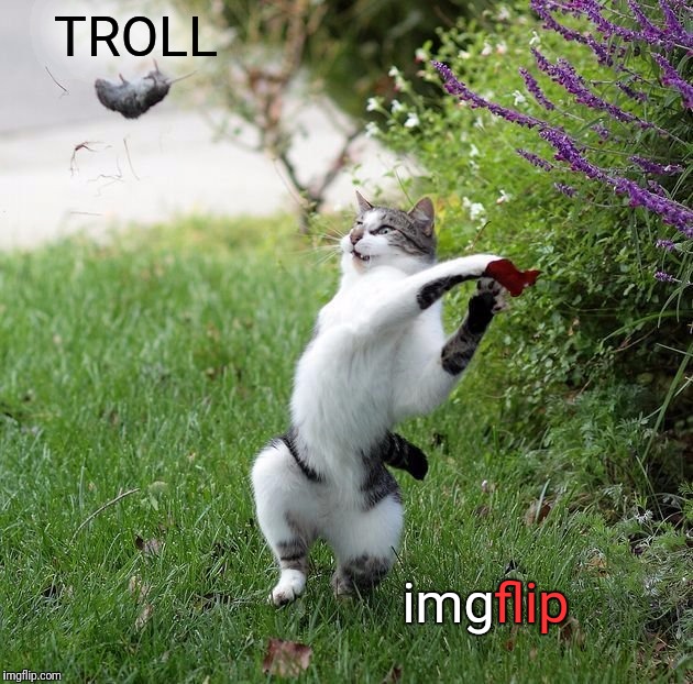 Kapow! ≧^◡^≦ | TROLL; img; flip | image tagged in memes,cats,cat and mouse,trolls,imgflip unite,//supertag | made w/ Imgflip meme maker