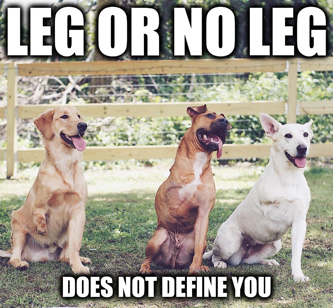 Positive Attitude | LEG OR NO LEG; DOES NOT DEFINE YOU | image tagged in memes,dogs,positive,attitude,happiness | made w/ Imgflip meme maker