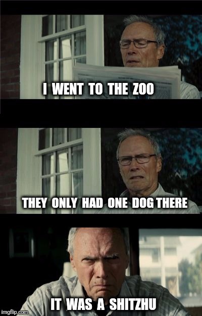 Bad Eastwood Pun | I  WENT  TO  THE  ZOO; THEY  ONLY  HAD  ONE  DOG THERE; IT  WAS  A  SHITZHU | image tagged in bad eastwood pun,zoo,bad pun,dog | made w/ Imgflip meme maker