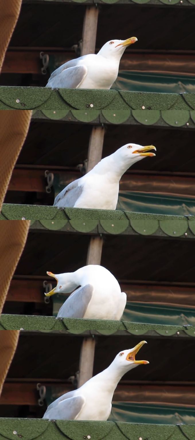Inhaling seagull new Blank Meme Template