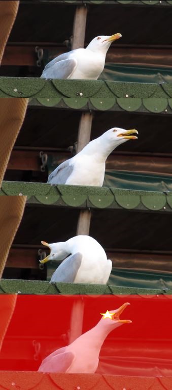 SEAGULL Blank Meme Template