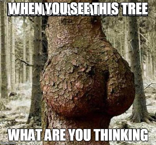 very normal tree | WHEN YOU SEE THIS TREE; WHAT ARE YOU THINKING | image tagged in tree,normal,not funny | made w/ Imgflip meme maker