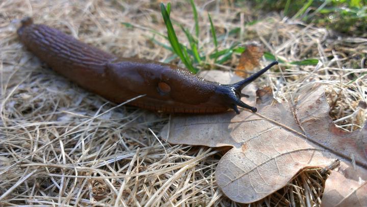 High Quality Slugs Blank Meme Template