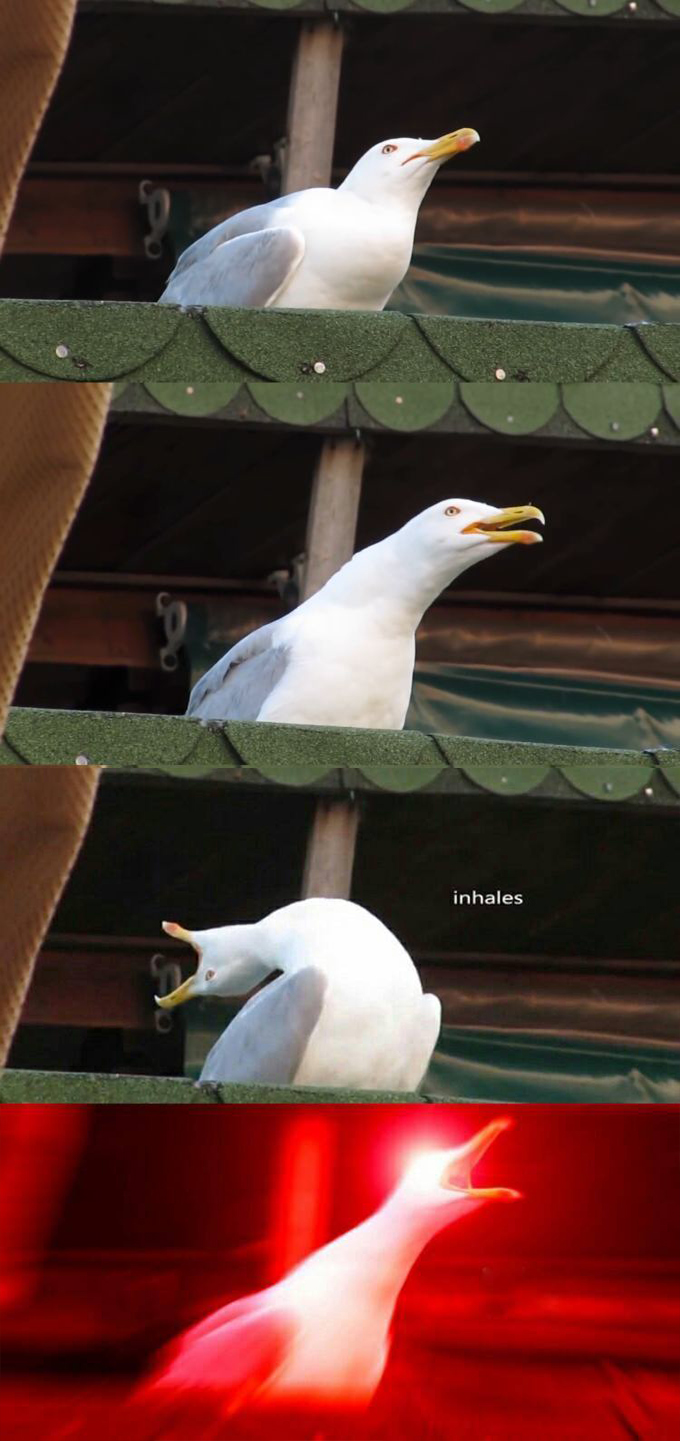 High Quality inhaling seagull 4 red Blank Meme Template