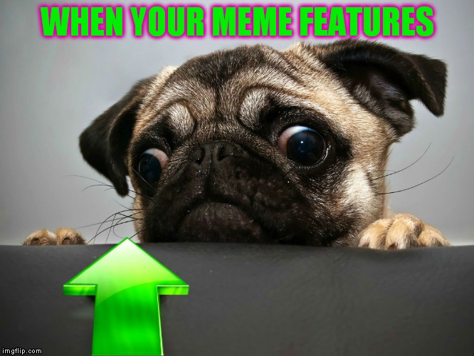 I think we've all been here ;) | WHEN YOUR MEME FEATURES | image tagged in pug,pug life,upvotes,new feature,waiting,c'mon | made w/ Imgflip meme maker