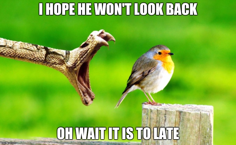snake  | I HOPE HE WON'T LOOK BACK; OH WAIT IT IS TO LATE | image tagged in snake | made w/ Imgflip meme maker