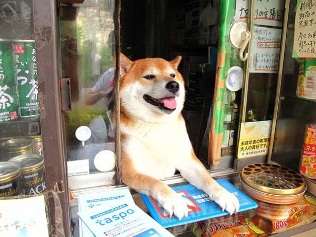 perro de la tienda Blank Meme Template