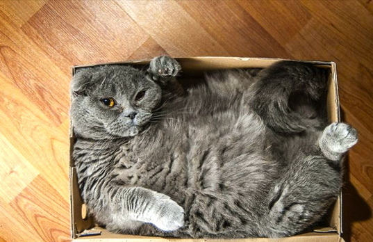 cat in a box Blank Meme Template