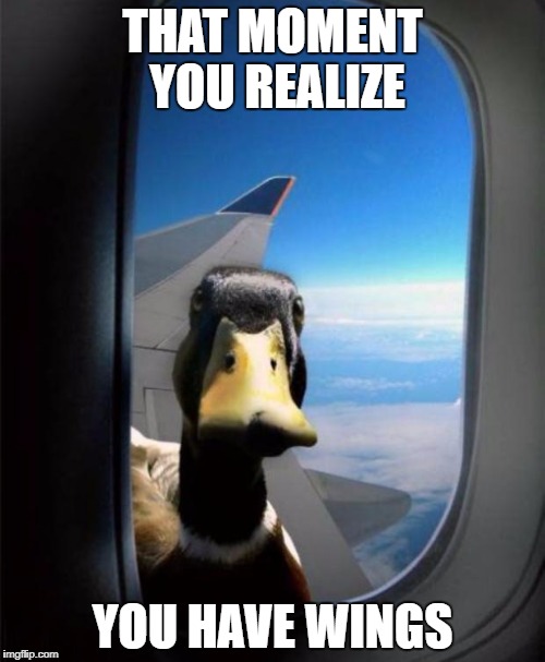 Duck on plane wing | THAT MOMENT YOU REALIZE; YOU HAVE WINGS | image tagged in duck on plane wing | made w/ Imgflip meme maker