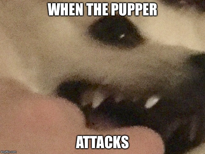 The pupper attacks | WHEN THE PUPPER; ATTACKS | image tagged in dogs | made w/ Imgflip meme maker