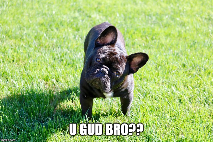 U GUD BRO?? | image tagged in logan paul,jake paul,frenchie,french bulldog,funny | made w/ Imgflip meme maker