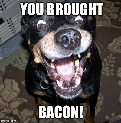 YOU BROUGHT; BACON! | image tagged in funny dogs | made w/ Imgflip meme maker