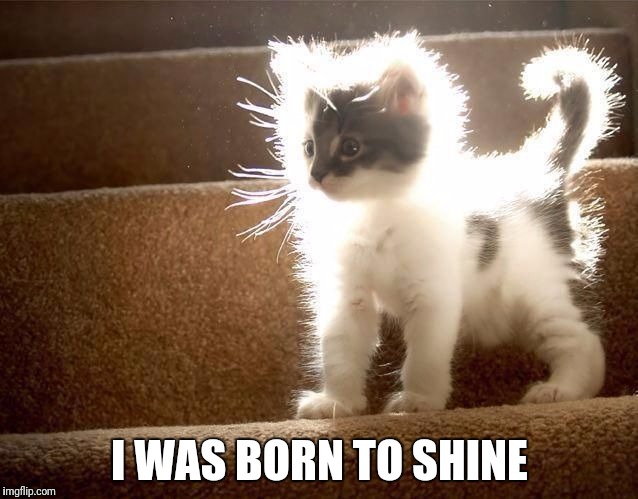 Glowing Kitten | I WAS BORN TO SHINE | image tagged in glowing kitten | made w/ Imgflip meme maker