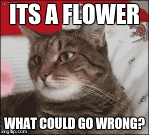 ITS A FLOWER WHAT COULD GO WRONG? | made w/ Imgflip meme maker