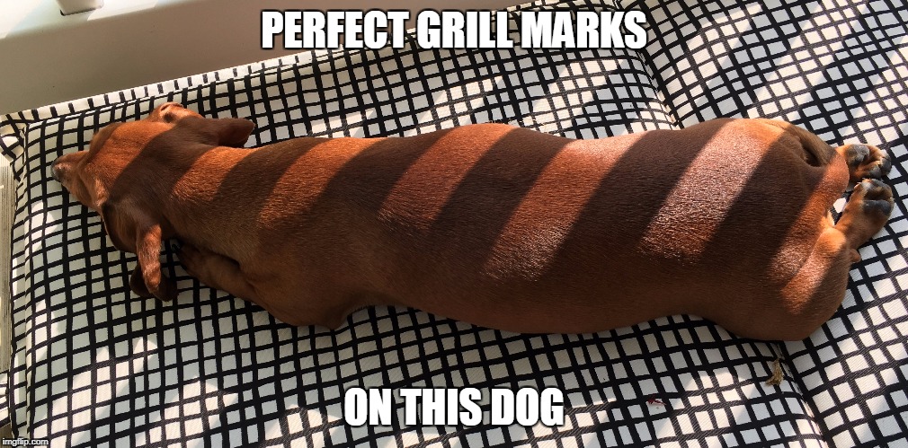 Hot Dog | PERFECT GRILL MARKS; ON THIS DOG | image tagged in grill | made w/ Imgflip meme maker