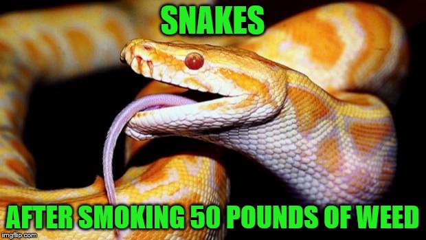 high af snake | SNAKES; AFTER SMOKING 50 POUNDS OF WEED | image tagged in high af snake | made w/ Imgflip meme maker