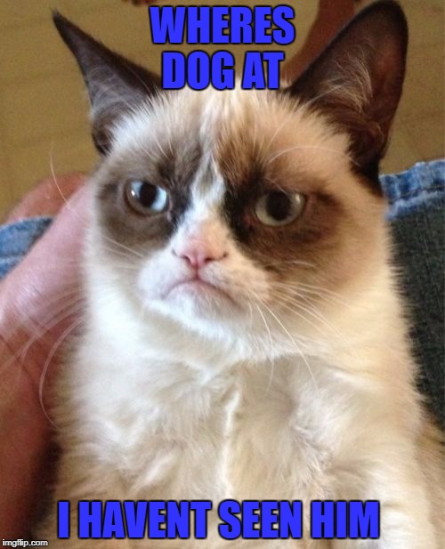Grumpy Cat Meme | WHERES DOG AT; I HAVENT SEEN HIM | image tagged in memes,grumpy cat | made w/ Imgflip meme maker