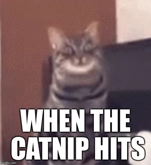 Catnip | WHEN THE CATNIP HITS | image tagged in catnip,memes | made w/ Imgflip meme maker