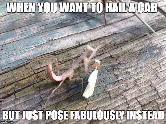 Finished shopping | WHEN YOU WANT TO HAIL A CAB; BUT JUST POSE FABULOUSLY INSTEAD | image tagged in shopping,taxi,purse | made w/ Imgflip meme maker
