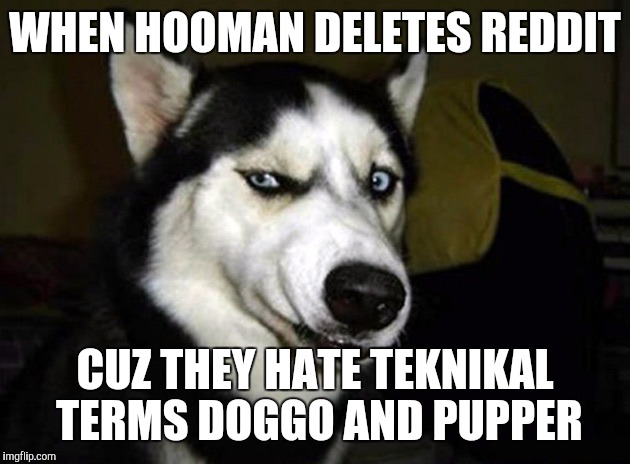 skeptical dog | WHEN HOOMAN DELETES REDDIT; CUZ THEY HATE TEKNIKAL TERMS DOGGO AND PUPPER | image tagged in skeptical dog | made w/ Imgflip meme maker