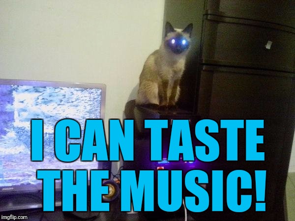 Internet Cat | I CAN TASTE THE MUSIC! | image tagged in internet cat | made w/ Imgflip meme maker