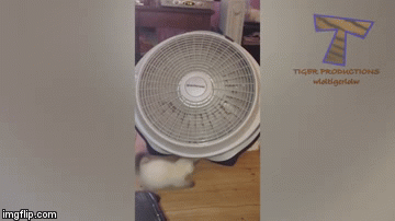 who knew that cats love fans too | image tagged in gifs,cats | made w/ Imgflip video-to-gif maker