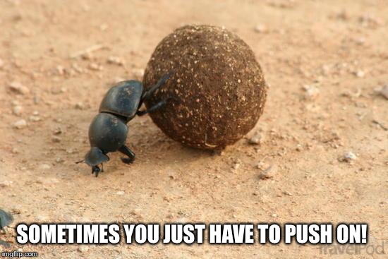 Hard Working Dung Beetle | SOMETIMES YOU JUST HAVE TO PUSH ON! | image tagged in hard working dung beetle | made w/ Imgflip meme maker