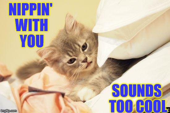 Let's Share (with KenJ) | NIPPIN' WITH YOU; SOUNDS TOO COOL | image tagged in memes,cat memes,kitten,like and share,cat nip,kenj | made w/ Imgflip meme maker