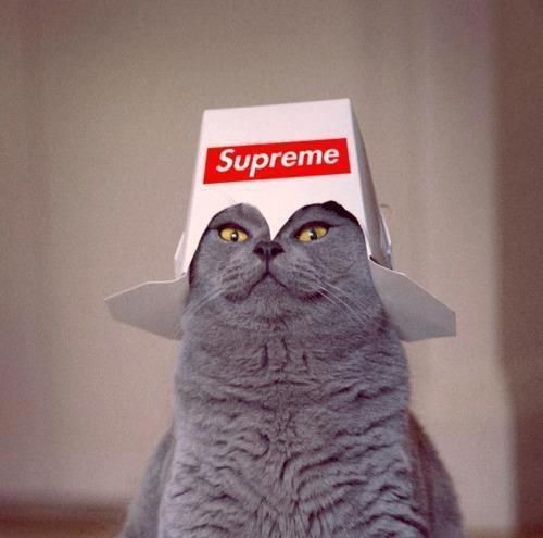 High Quality the supreme cat Blank Meme Template