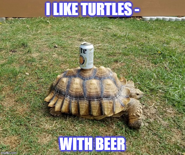 I LIKE TURTLES -; WITH BEER | image tagged in turtle | made w/ Imgflip meme maker