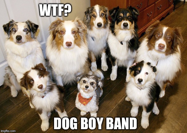 WTF? DOG BOY BAND | made w/ Imgflip meme maker