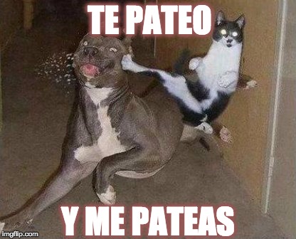 Cat Kicking Dog | TE PATEO; Y ME PATEAS | image tagged in cat kicking dog | made w/ Imgflip meme maker