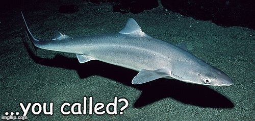 Dogfish | ...you called? | image tagged in dogfish | made w/ Imgflip meme maker