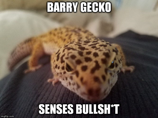 Barry Gecko..That's why! | BARRY GECKO; SENSES BULLSH*T | image tagged in barry gecko leopard lizard | made w/ Imgflip meme maker